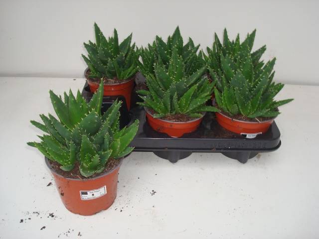 <h4>ALOE PERFOLIATA</h4>