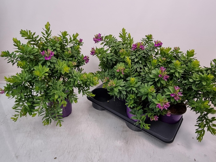 <h4>POLYGA MYRTIFOLIA</h4>