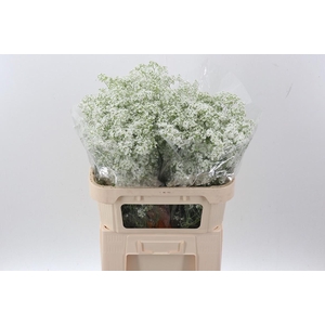 Gypsophila pan Million Daisy