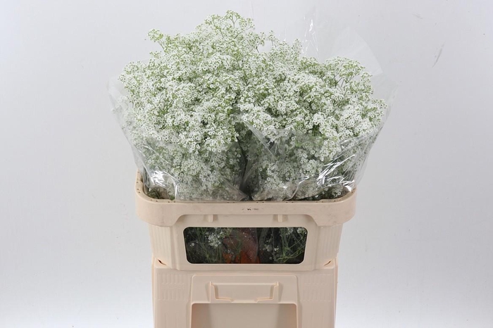 <h4>Gypsophila pan Million Daisy</h4>