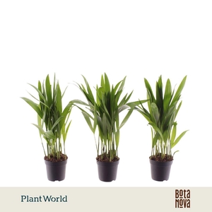 Dypsis lutescens (Areca) 7 cm