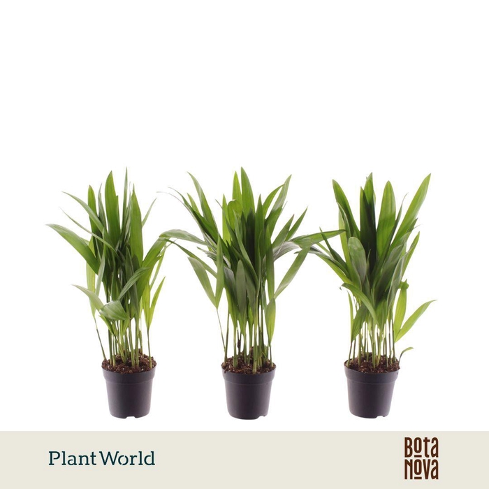 <h4>Dypsis lutescens (Areca) 7 cm</h4>