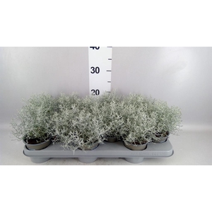 Leucophyta brownii