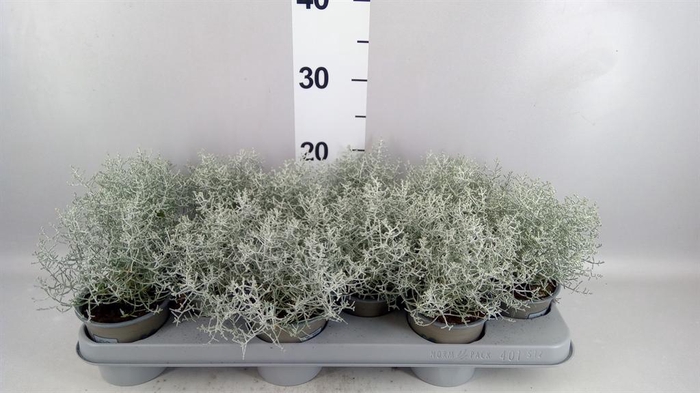 <h4>Leucophyta brownii</h4>