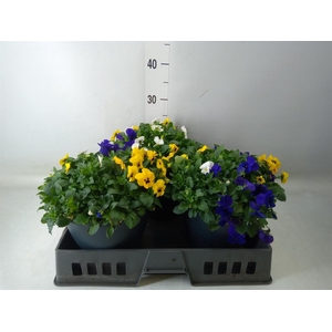 Viola corn. 'Endurio'   ...mix