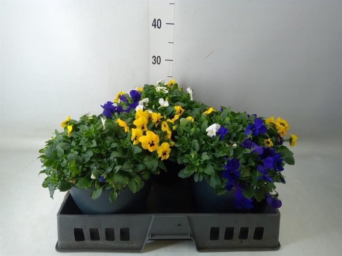 <h4>Viola corn. 'Endurio' ...mix</h4>