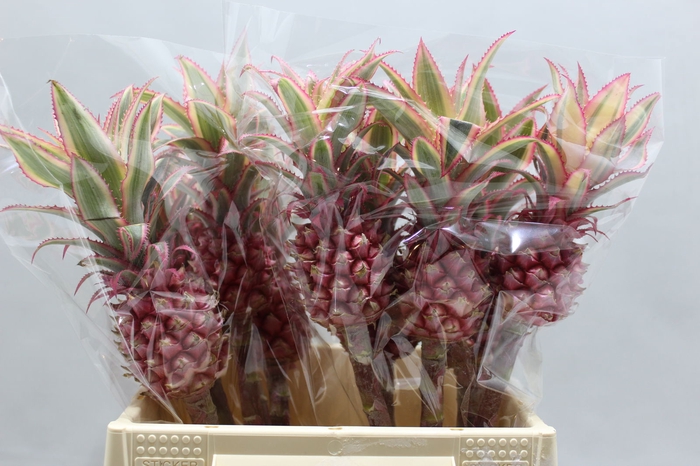 <h4>Ananas Small</h4>