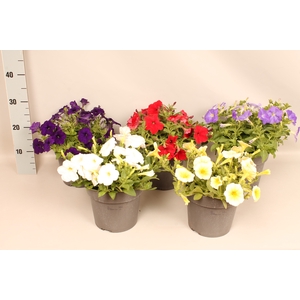 Perkplanten 19 cm Petunia Divers