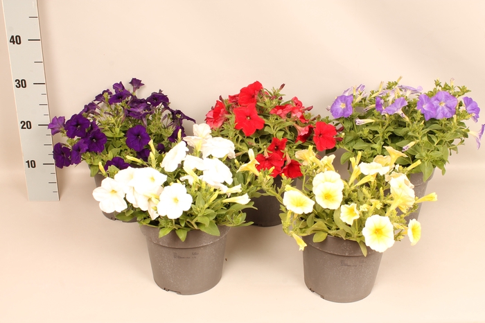 <h4>Perkplanten 19 cm Petunia Divers</h4>