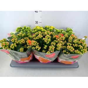 Kalanchoe blos.   ..rosebud rs fl 3