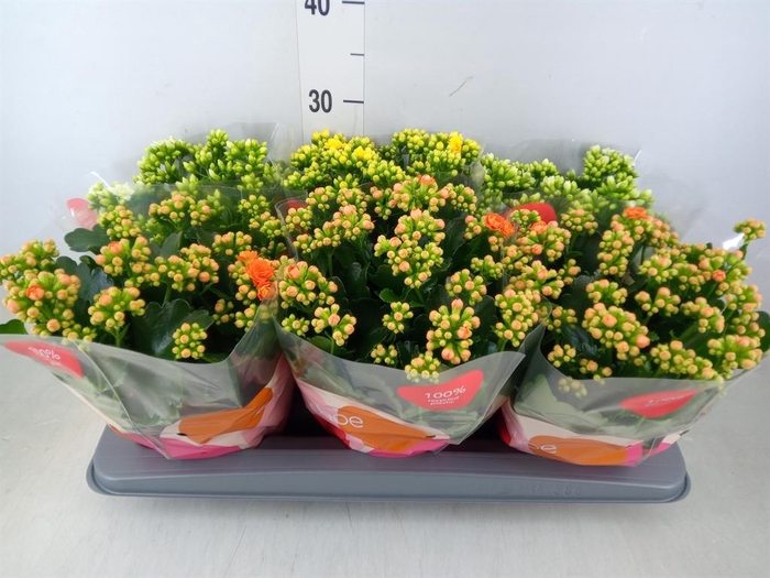 <h4>Kalanchoe blos.   ..rosebud rs fl 3</h4>