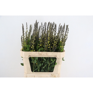 BAPTISIA AUSTRALIS YELLOW 080CM