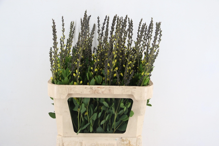 <h4>BAPTISIA AUSTRALIS YELLOW 080CM</h4>
