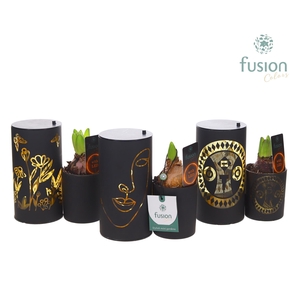 LED Duo glazen met Hyacint