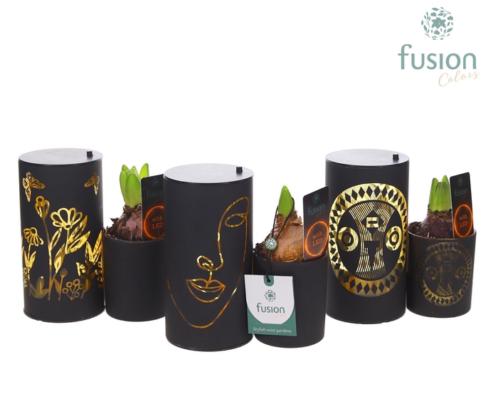 <h4>LED Duo glazen met Hyacint</h4>