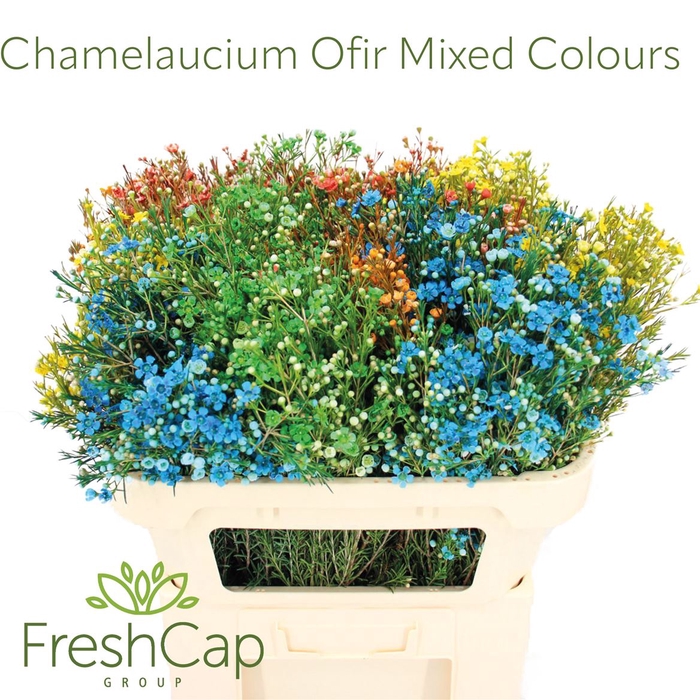 <h4>Chamelaucium Ofir Mixed Colours</h4>