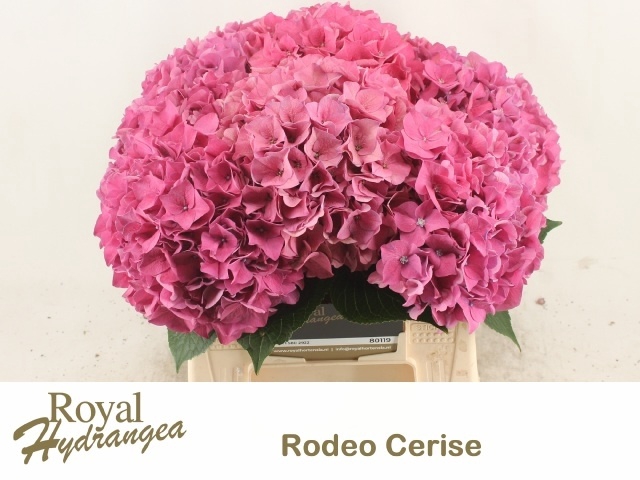 <h4>HYDR M CH RODEO RD</h4>