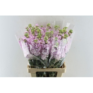 Matth Iron Light Pink