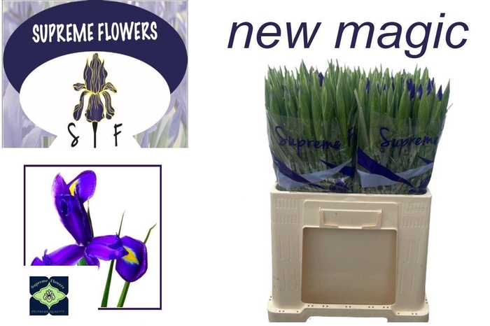 <h4>IRIS NEW MAGIC</h4>