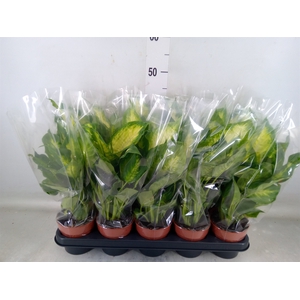 Dieffenbachia  'Compacta'