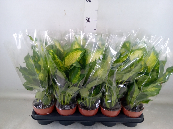 <h4>Dieffenbachia  'Compacta'</h4>