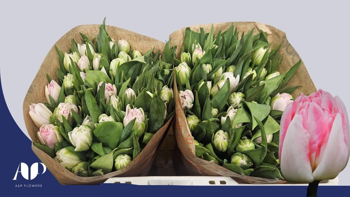 <h4>TU DU FOXTROT</h4>