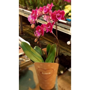 Duetto Bamboe Lembongan 17 cm