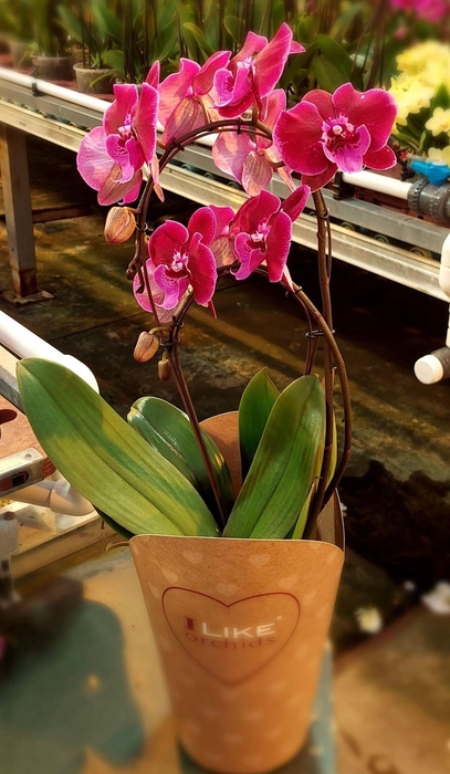 <h4>Duetto Bamboe Lembongan 17 cm</h4>