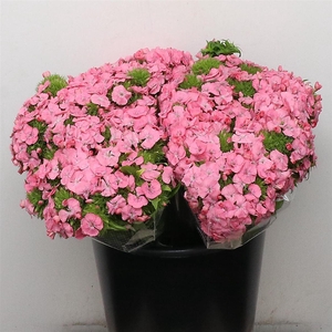 DI BARB EARL PINK