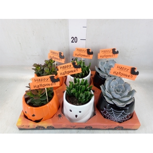Succulents   ...