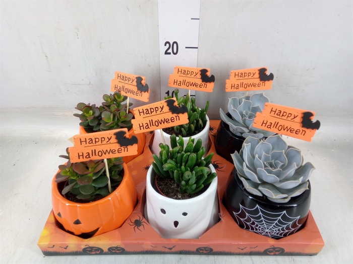 <h4>Succulents   ...</h4>