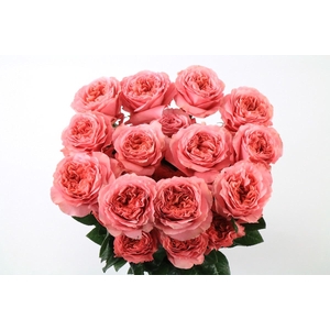 Rosa Ec Garden Candy X-Pression