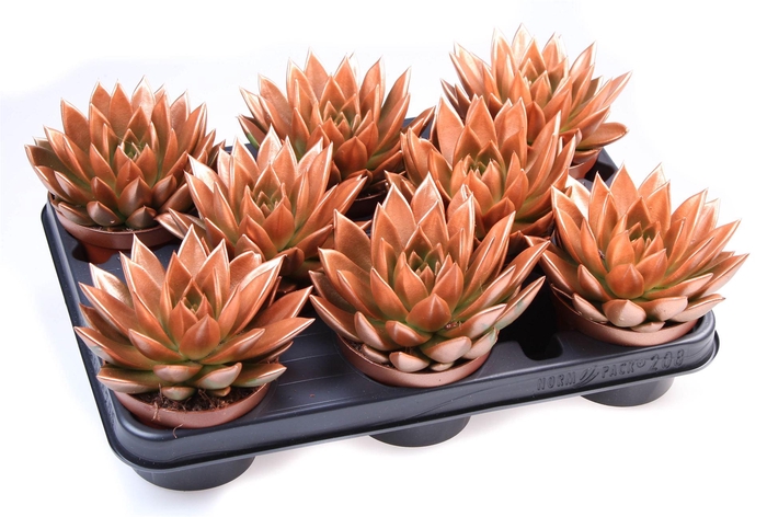 <h4>Echeveria  'Miranda'</h4>