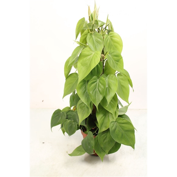 <h4>Philodendron Scandens Mosstok</h4>