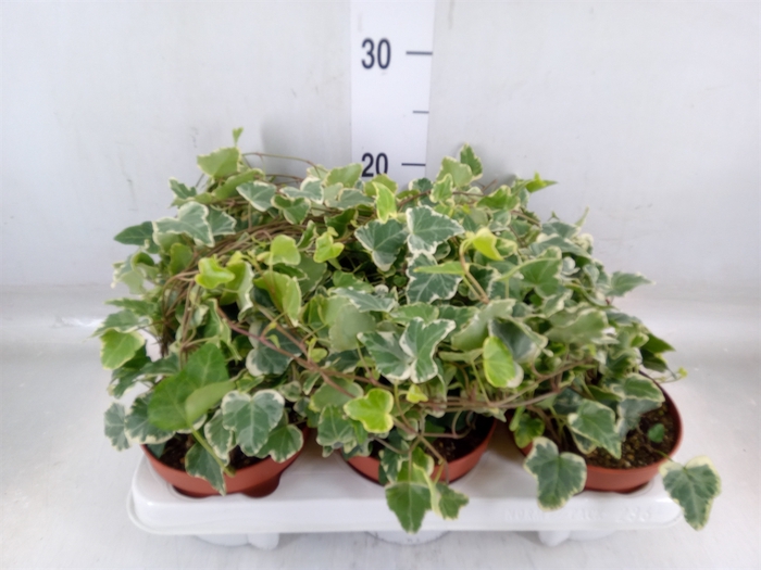 <h4>Hedera helix 'White Wonder'</h4>