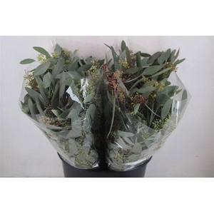 Euca Populus Berry Short 150gr P Bunch