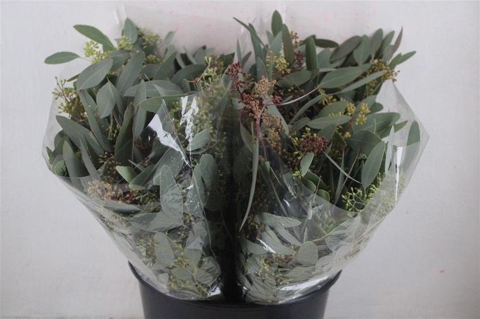 <h4>Euca Populus Berry Short 150gr P Bunch</h4>