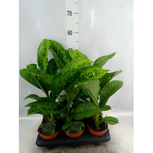 Dieffenbachia