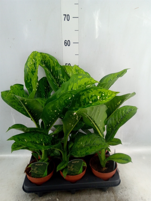 <h4>Dieffenbachia</h4>