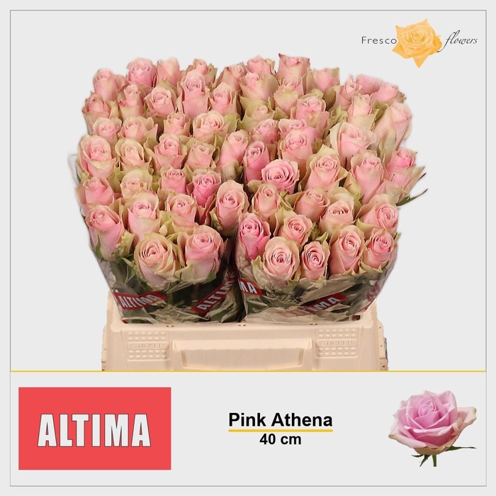 <h4>R GR PINK ATHENA</h4>