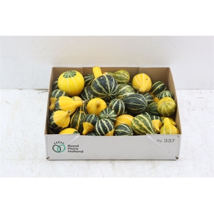 Sier Cuc P Pear Bicolor X50