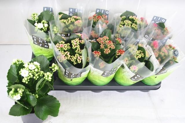 <h4>KAL GE GEM 4 KL</h4>