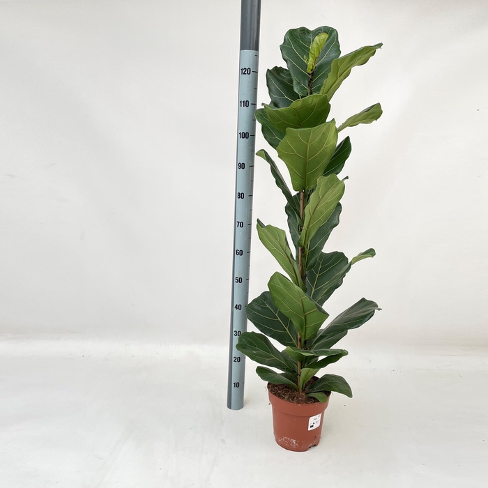 <h4>FICUS LYRATA</h4>
