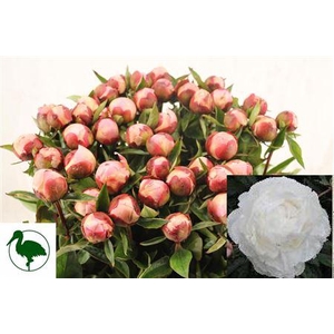 Paeo L Gardenia