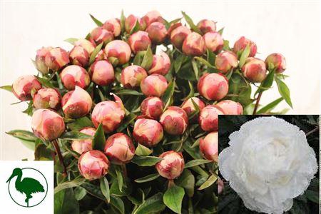 <h4>Paeo L Gardenia</h4>
