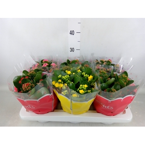 Kalanchoe blos.   ..rosebud mix  4