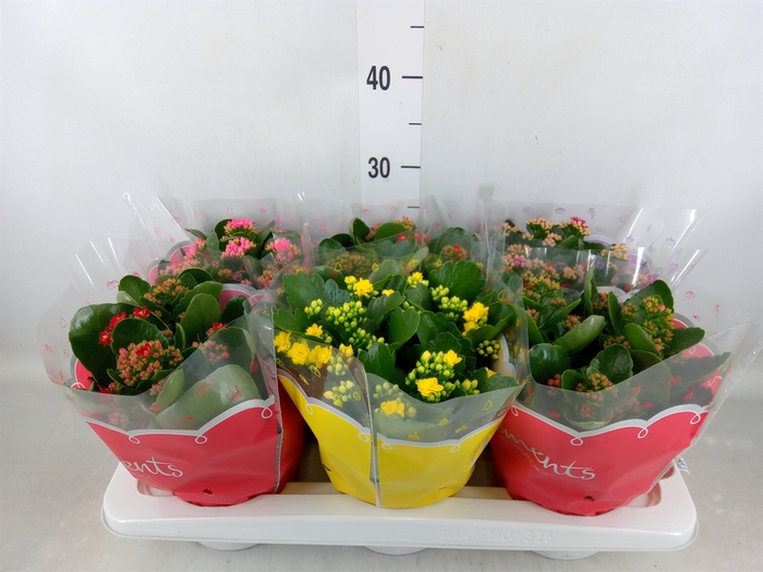 <h4>Kalanchoe blos.   ..rosebud mix  4</h4>