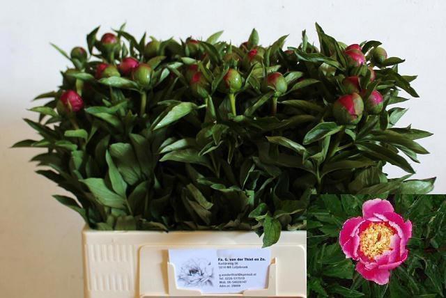 <h4>PAEO BIRTHDAY</h4>