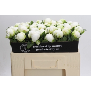 Paeonia Madame Claude Tain