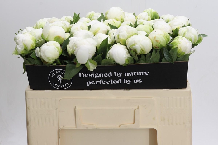 <h4>Paeonia Madame Claude Tain</h4>